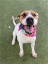 adoptable Dog in  named LILLIAN