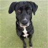 adoptable Dog in  named *SHAY