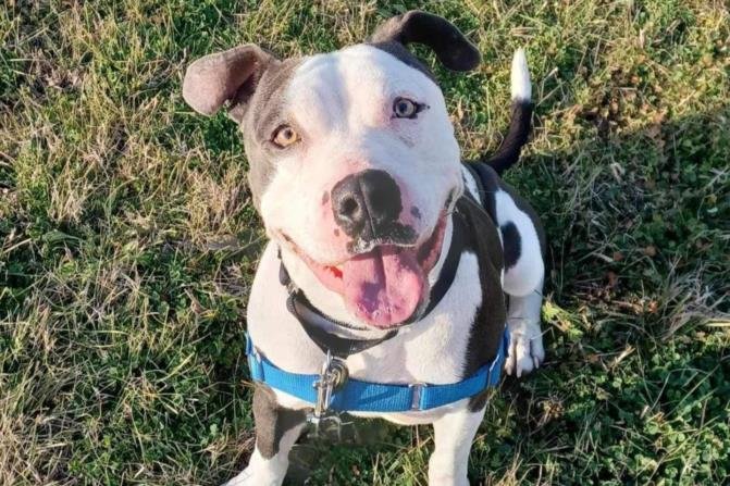 adoptable Dog in Austin, TX named *DRAKE