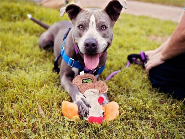adoptable Dog in Austin, TX named VENUS DE MILO
