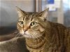 adoptable Cat in austin, TX named MEL