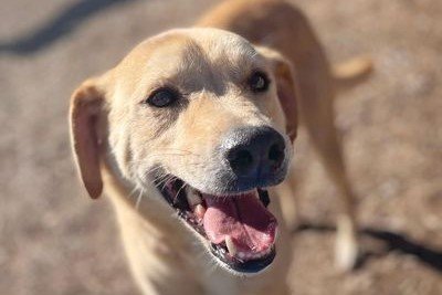 adoptable Dog in Austin, TX named TOBY