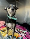 adoptable Dog in austin, TX named *COOKIE CAKE