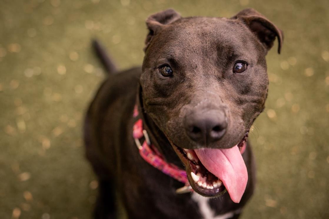 adoptable Dog in Austin, TX named *DENVER