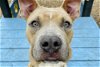 adoptable Dog in austin, TX named TANNER