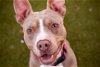 adoptable Dog in austin, TX named PIPPA