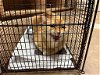 adoptable Cat in austin, TX named PEACHY