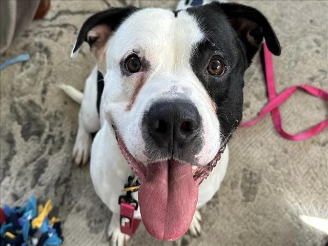 adoptable Dog in Austin, TX named *GELATO