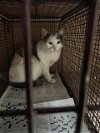 adoptable Cat in austin, TX named *CAMILLA