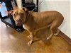 adoptable Dog in austin, TX named TANK
