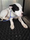 adoptable Dog in austin, TX named *DELPHIE