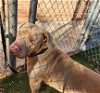 adoptable Dog in austin, TX named CANELO