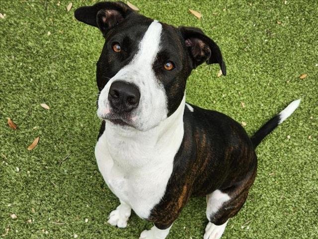 adoptable Dog in Austin, TX named TYRUS