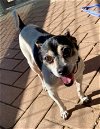 adoptable Dog in austin, TX named KING