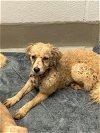 adoptable Dog in austin, TX named *BARON