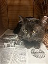 adoptable Cat in austin, TX named TANGO