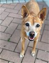 adoptable Dog in austin, TX named *BRANDI