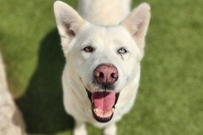 adoptable Dog in Austin, TX named *BRIE