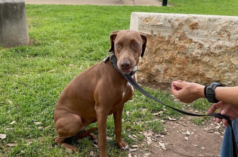 adoptable Dog in Austin, TX named WEDNESDAY