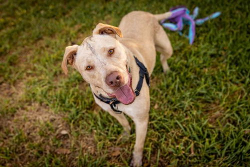 picture of the dog needing adoption