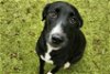 adoptable Dog in austin, TX named PORCELAIN