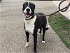 adoptable Dog in austin, TX named MICHAEL
