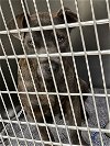 adoptable Dog in austin, TX named *COBALT