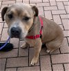 adoptable Dog in austin, TX named WATSON
