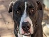 adoptable Dog in austin, TX named PETUNIA