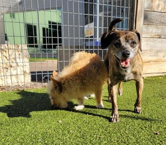 adoptable Dog in Austin, TX named PATTY CAKES