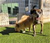 adoptable Dog in austin, TX named PATTY CAKES