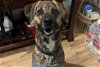 adoptable Dog in austin, TX named KOBE