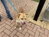 adoptable Dog in austin, TX named *COBAIN