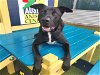 adoptable Dog in austin, TX named JAXSON