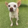adoptable Dog in  named *CARSON