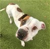 adoptable Dog in austin, IN named *CHAI