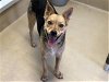 adoptable Dog in austin, TX named CERSEI