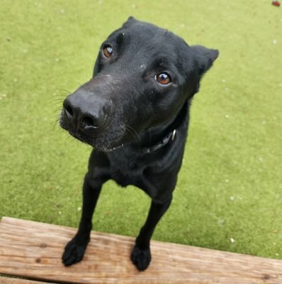adoptable Dog in Austin, TX named ACE
