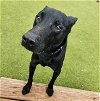 adoptable Dog in austin, TX named ACE