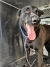 adoptable Dog in austin, TX named *BEOWOLF