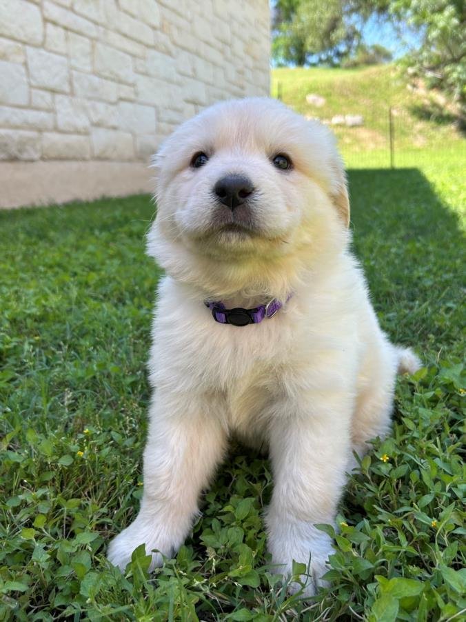adoptable Dog in Austin, TX named *DANDELION