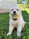 adoptable Dog in austin, TX named *DANDELION