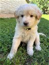 adoptable Dog in austin, TX named *DAISY