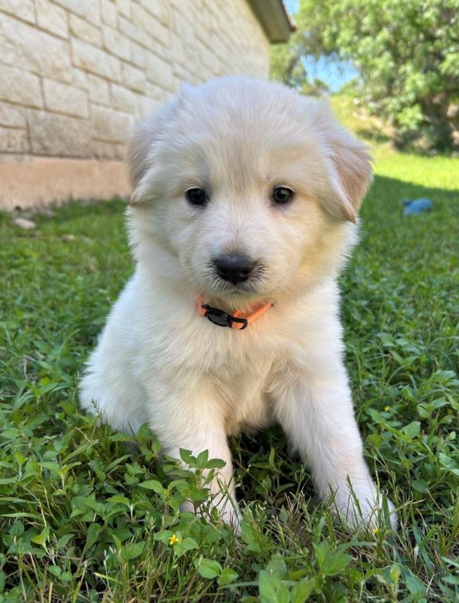 adoptable Dog in Austin, TX named *POPPY