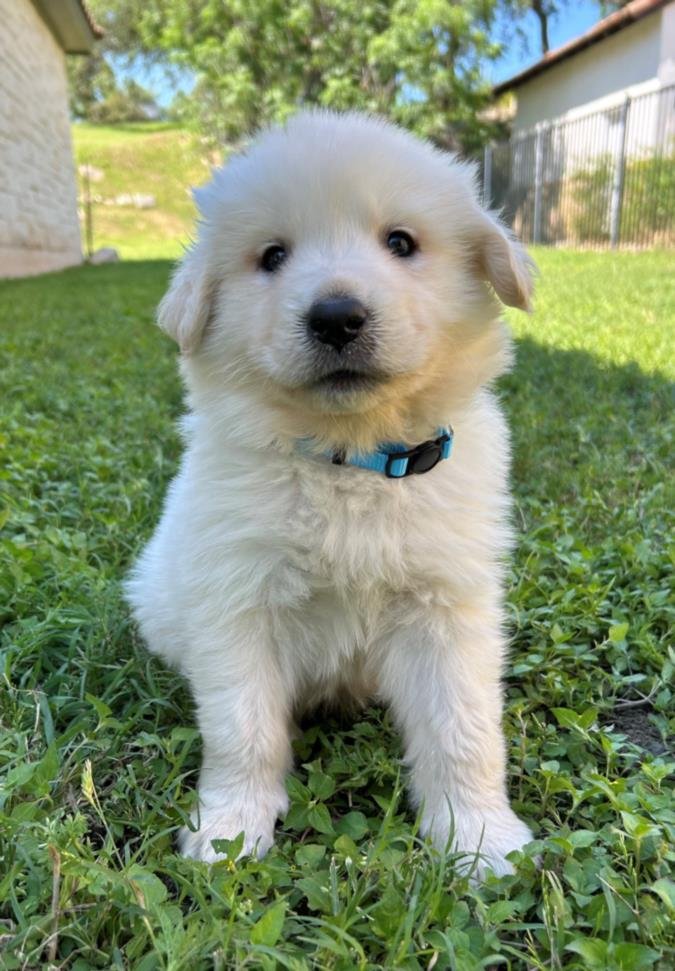 adoptable Dog in Austin, TX named *BLUEBONNET