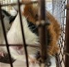 adoptable Guinea Pig in  named *ONION