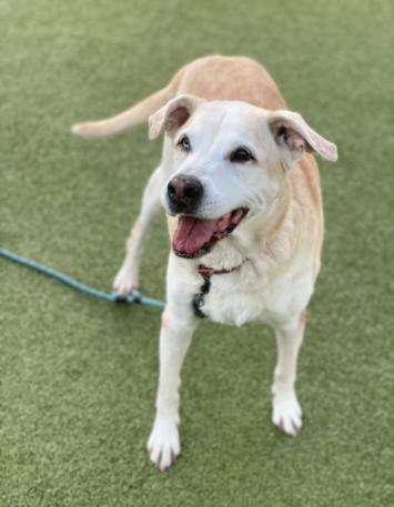 adoptable Dog in Austin, TX named MAUI