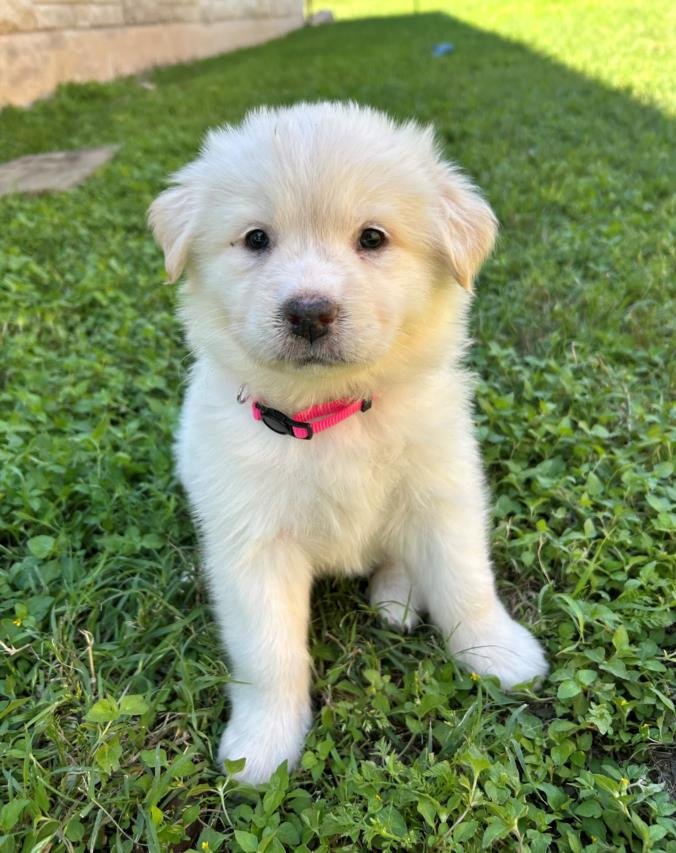 adoptable Dog in Austin, TX named *ROSE