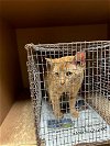 adoptable Cat in austin, TX named LEO