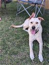 adoptable Dog in austin, TX named JUNE